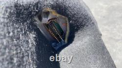 14-18 Model X S Front Drive Unit Electric Engine Motor Inverter 1035000-00-E