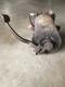 Vintage Briggs And Stratton Model Y Engine Vintage Motor Vintage Briggs